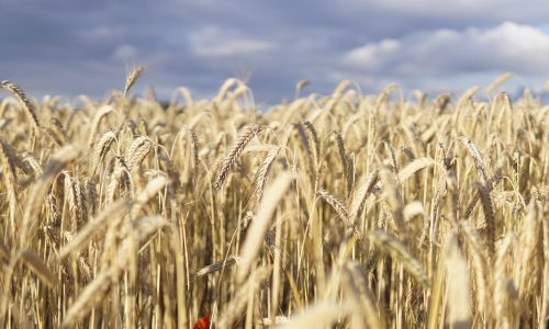 wheat-field-gde4c184ab_1920