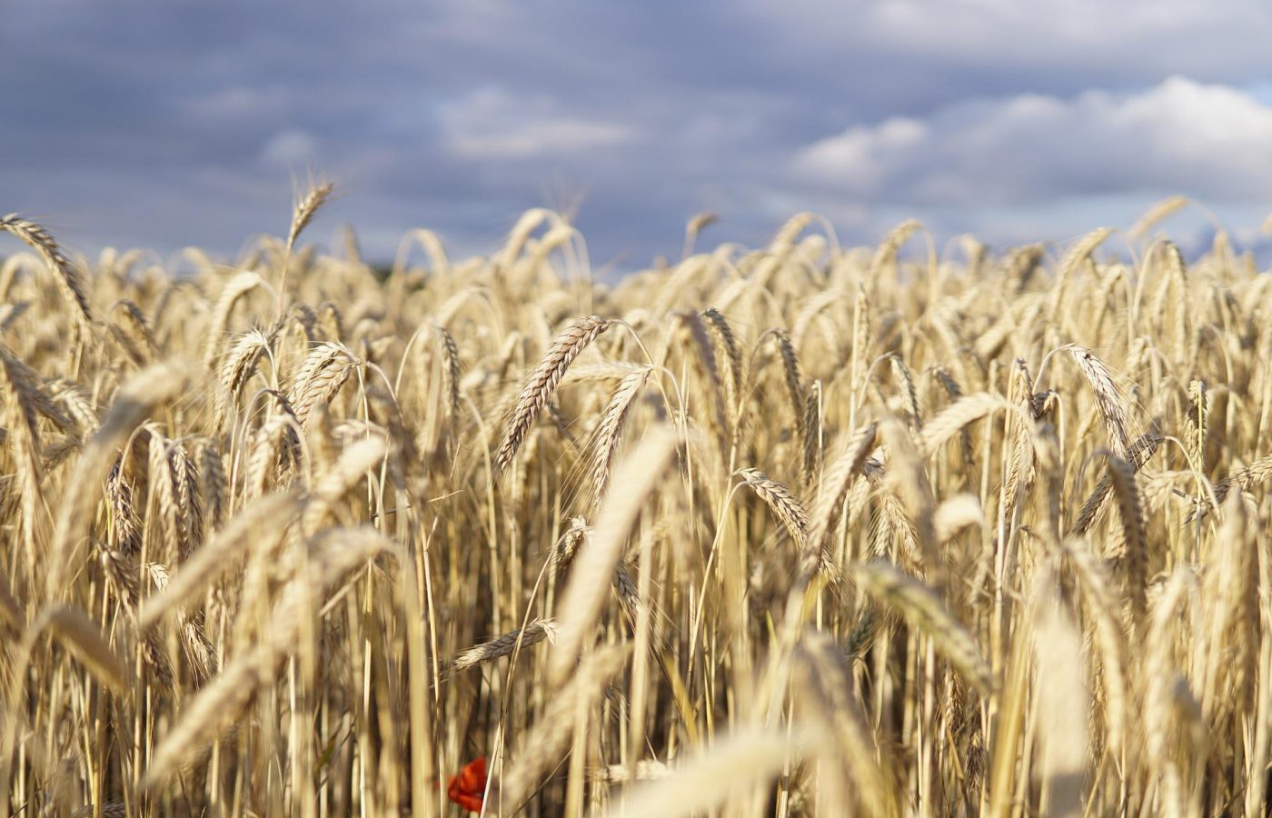 wheat-field-gde4c184ab_1920